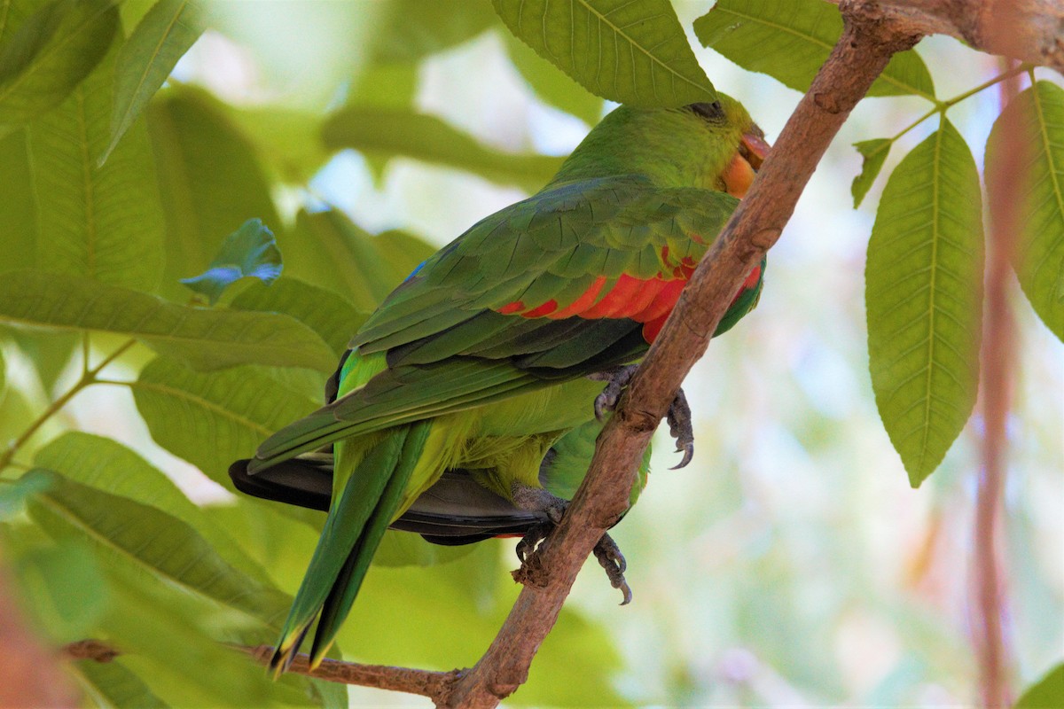 Red-winged Parrot - Steve Camilleri