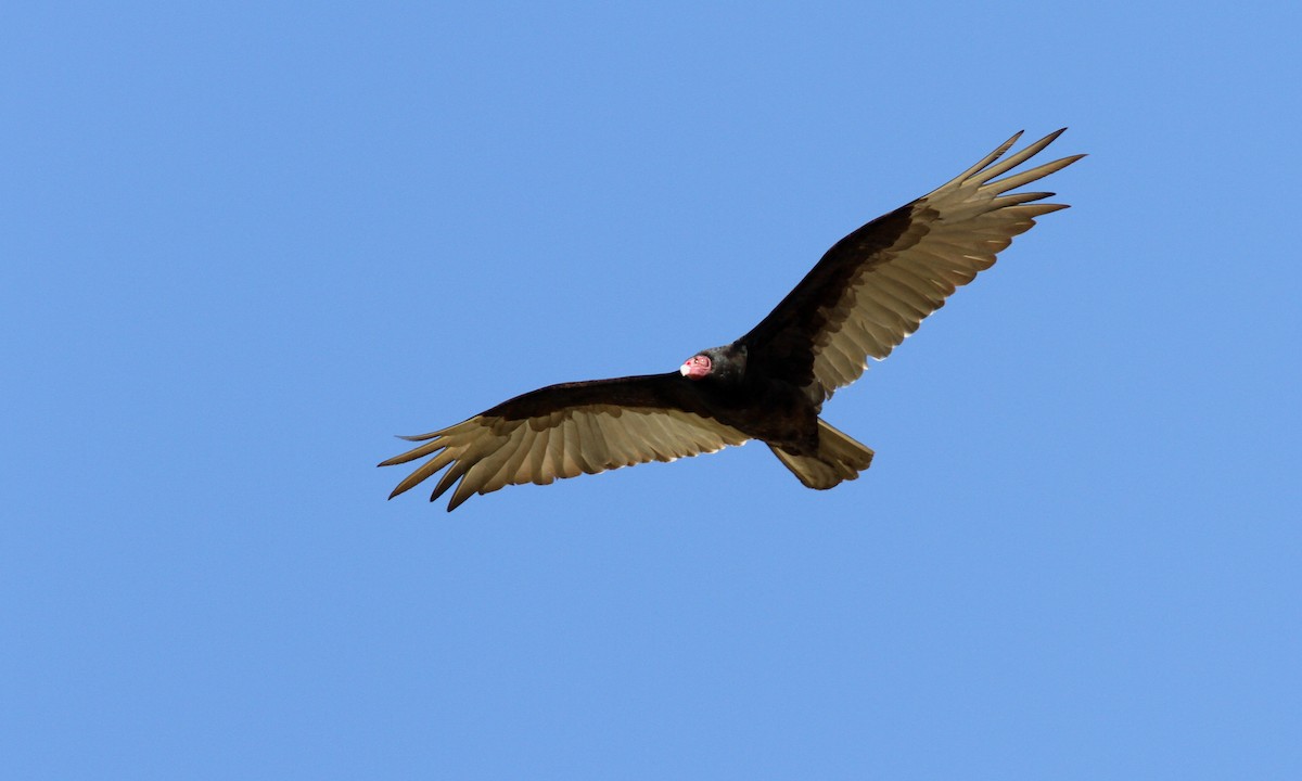 Turkey Vulture - Sean Fitzgerald