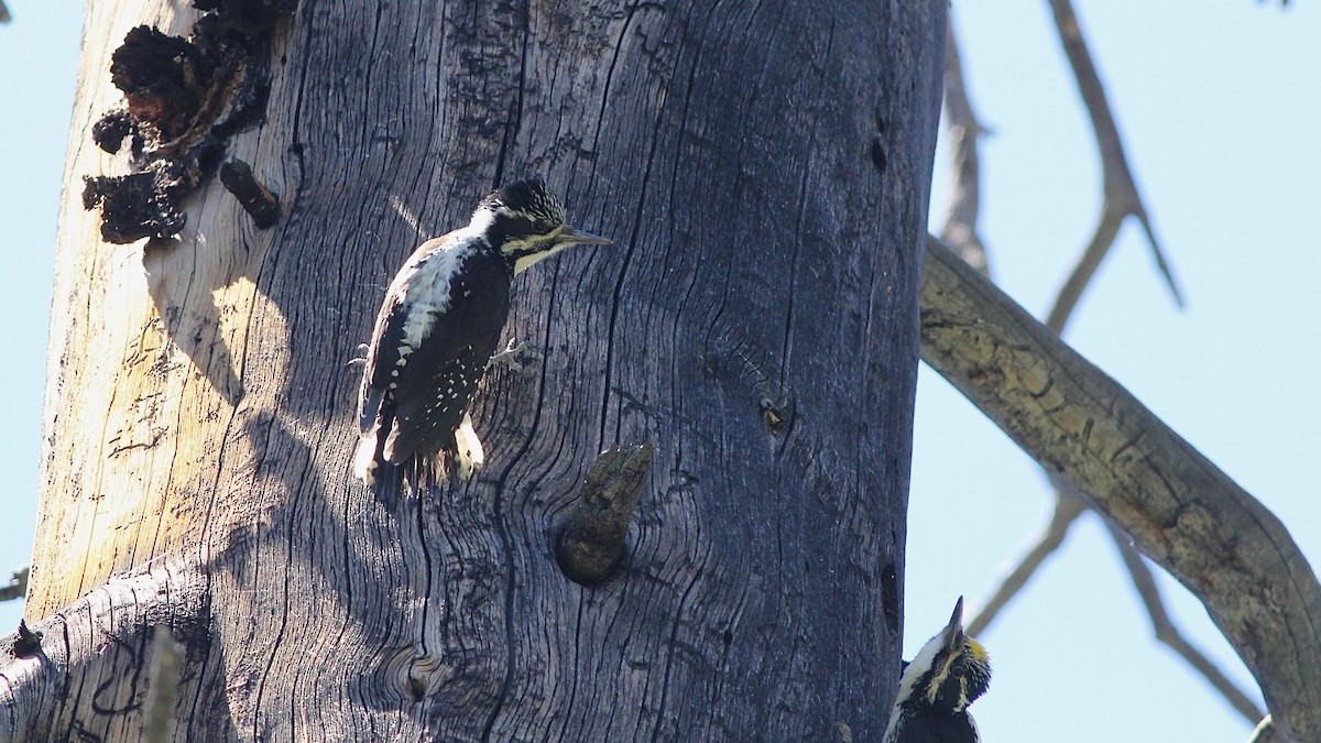 American Three-toed Woodpecker - Eric Hynes