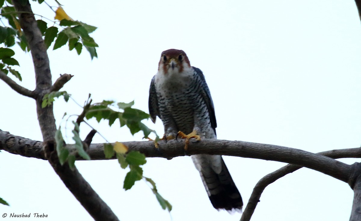 Red-necked Falcon - Naushad Theba