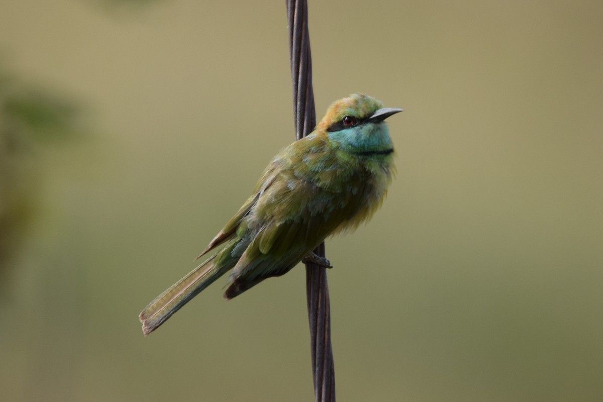 Asian Green Bee-eater - Magesh Ram