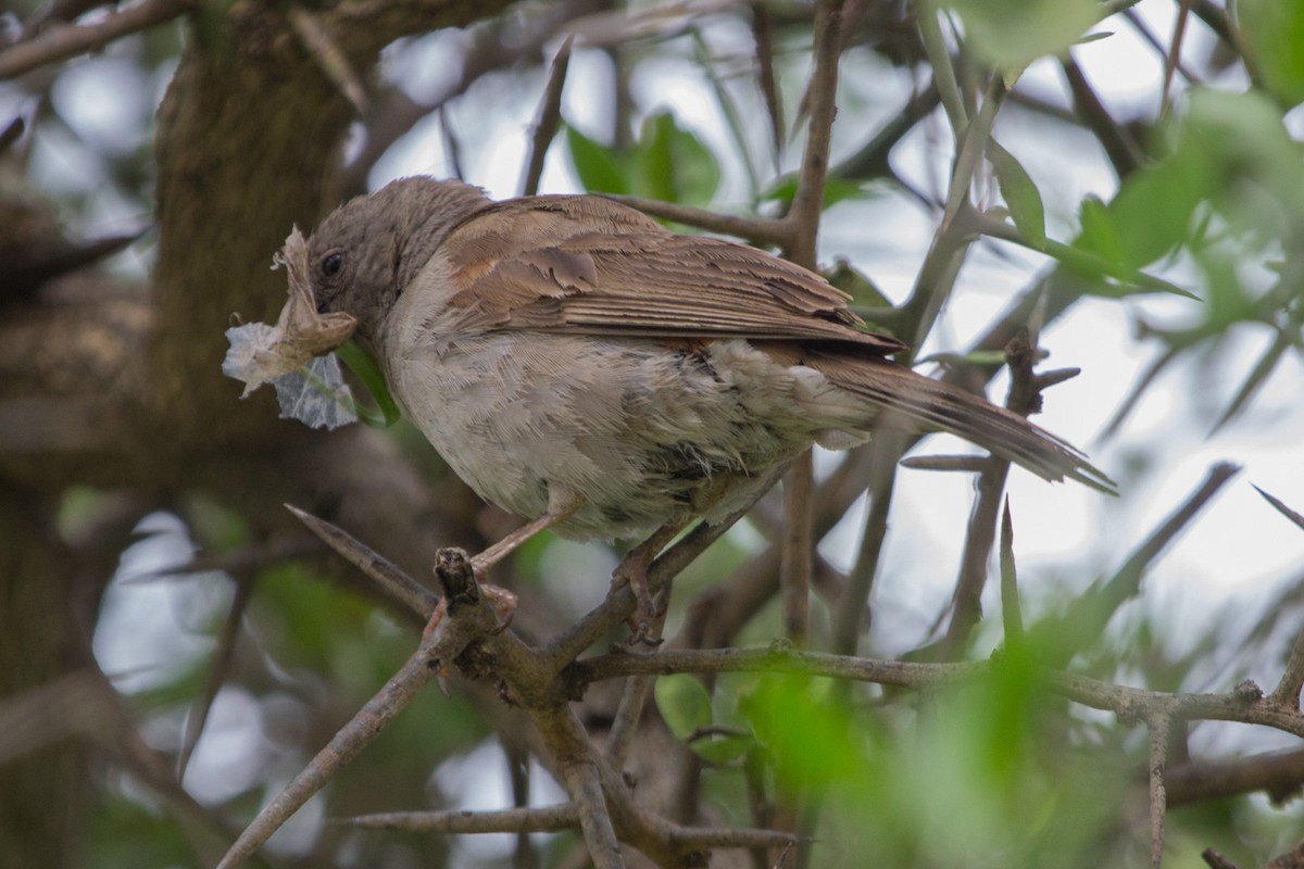Swahili Sparrow - ML106204241