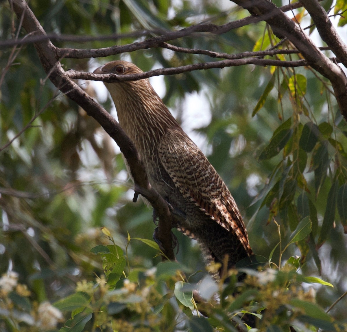 Pheasant Coucal - Gus Daly