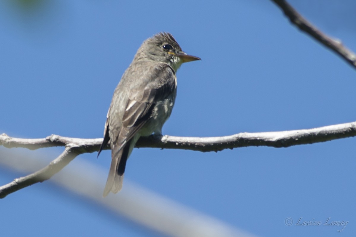Olive-sided Flycatcher - Lucien Lemay