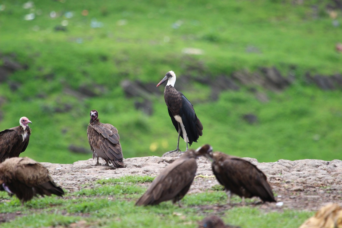 African Woolly-necked Stork - ML106213341