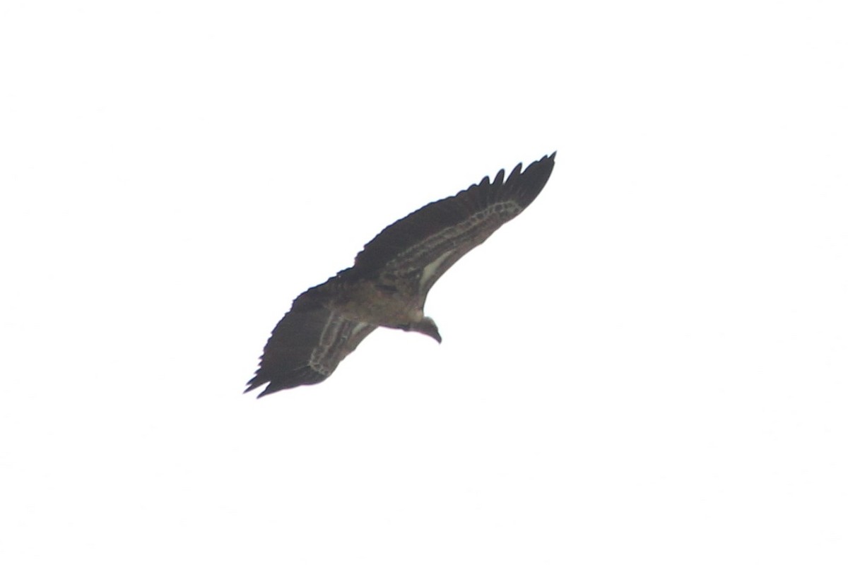 White-backed Vulture - ML106213541