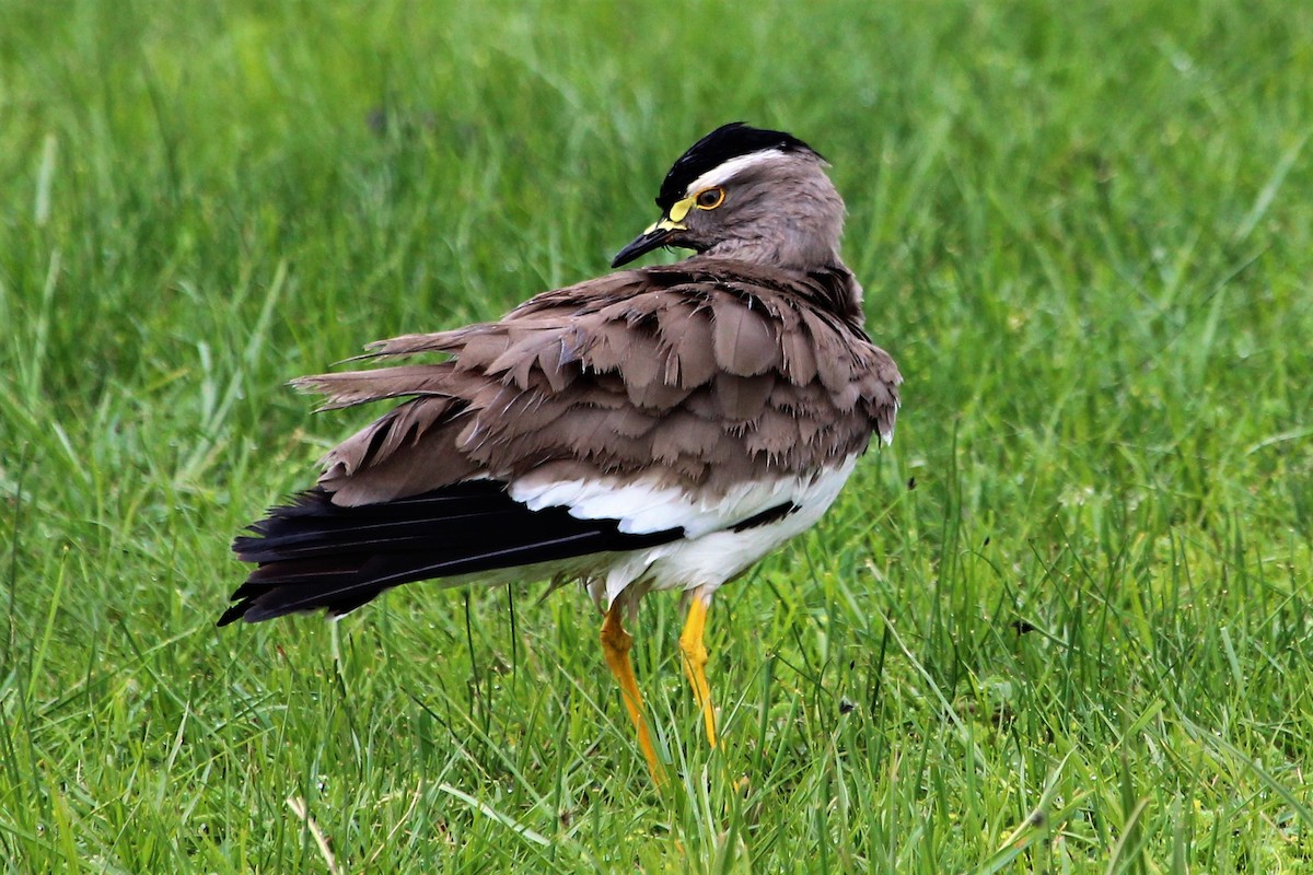 Spot-breasted Lapwing - ML106213671