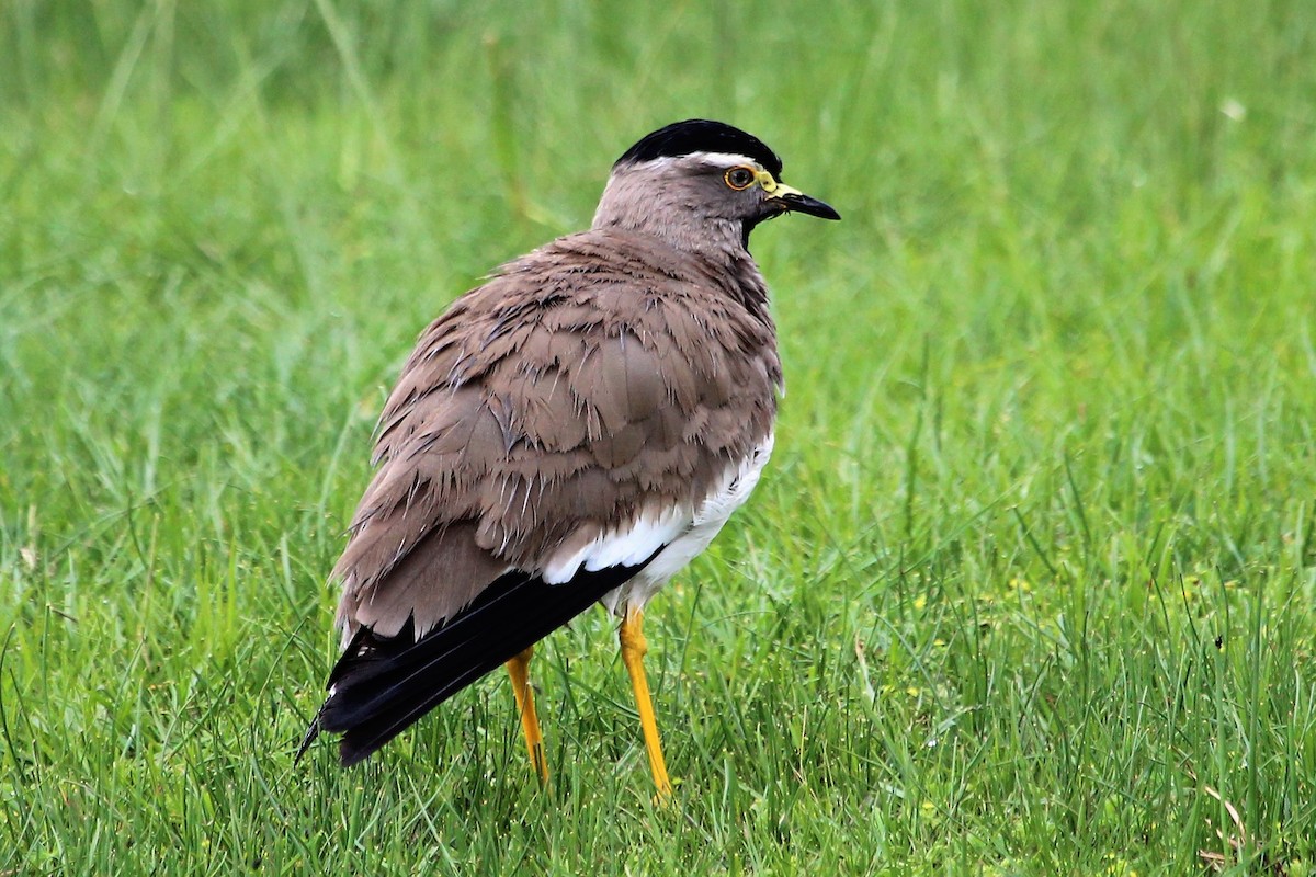 Spot-breasted Lapwing - ML106213681