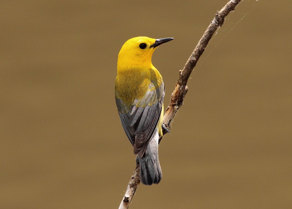 Prothonotary Warbler - Mark  Brown