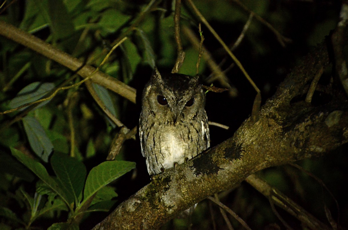 Indian Scops-Owl - Panchapakesan Jeganathan