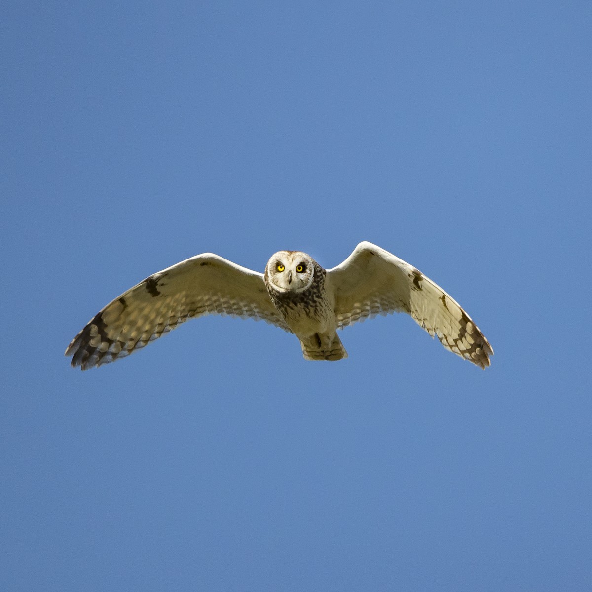 Short-eared Owl - Peter Hawrylyshyn