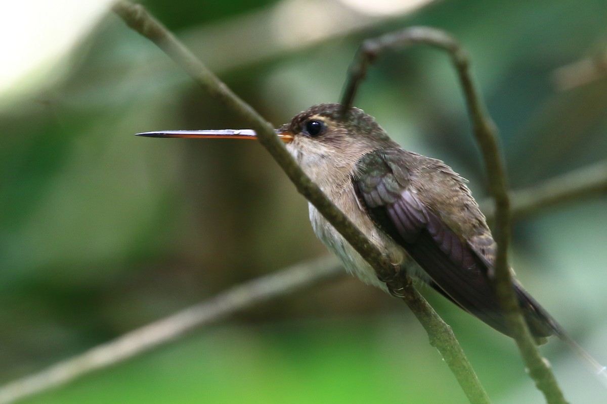 kolibřík šídlozobý - ML106217211