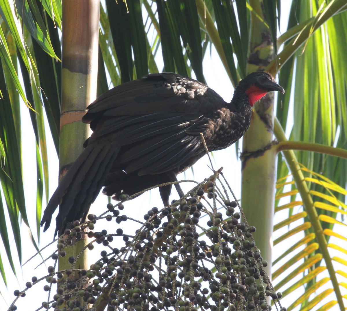 Crested Guan - Don Coons