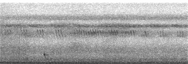 Large-tailed Nightjar - ML106219391