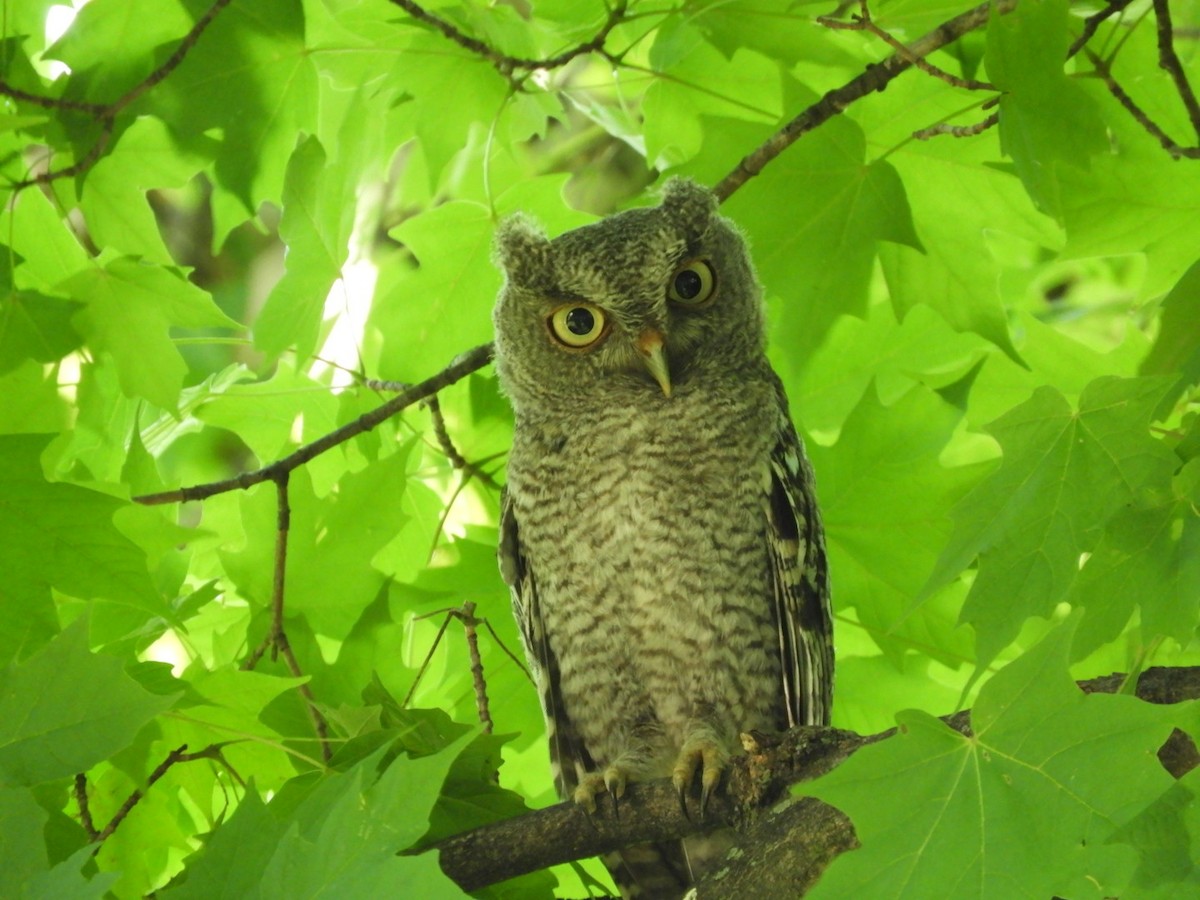 Eastern Screech-Owl - Lois Rockhill