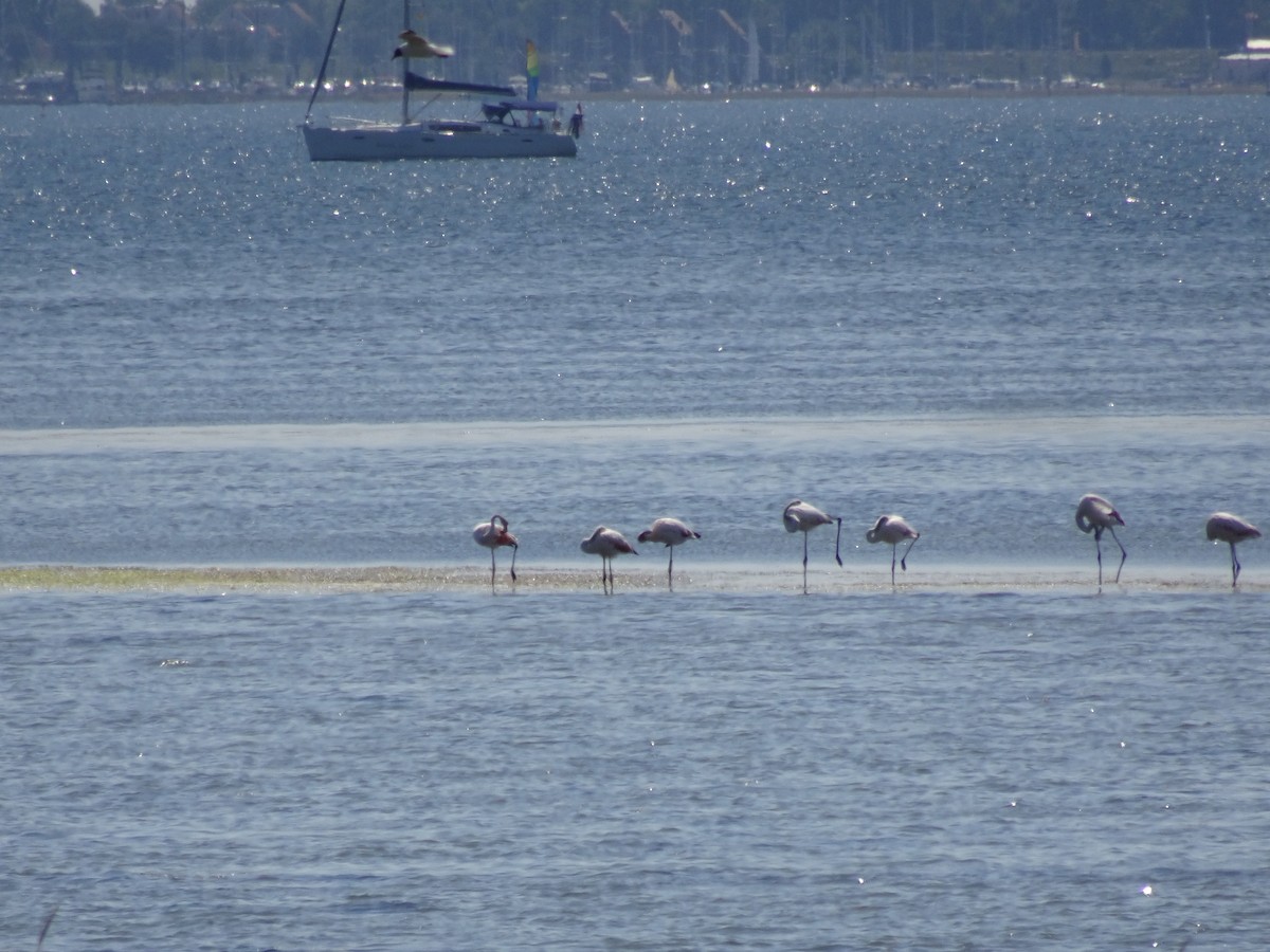Greater Flamingo - Noor D