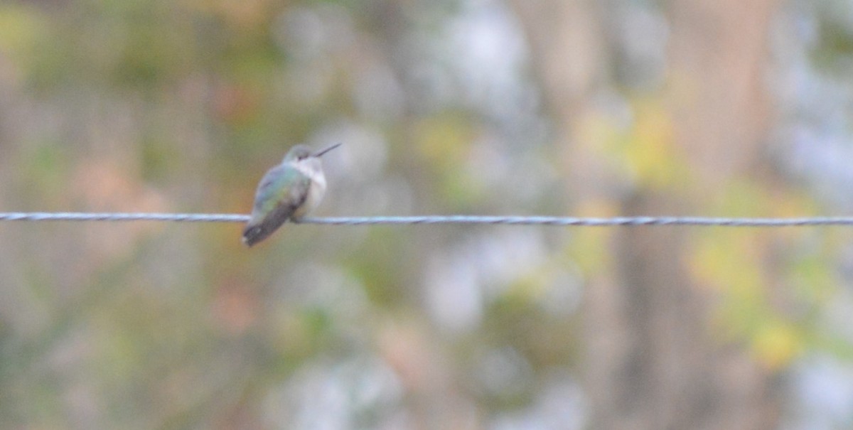 Calliope Hummingbird - ML106224371