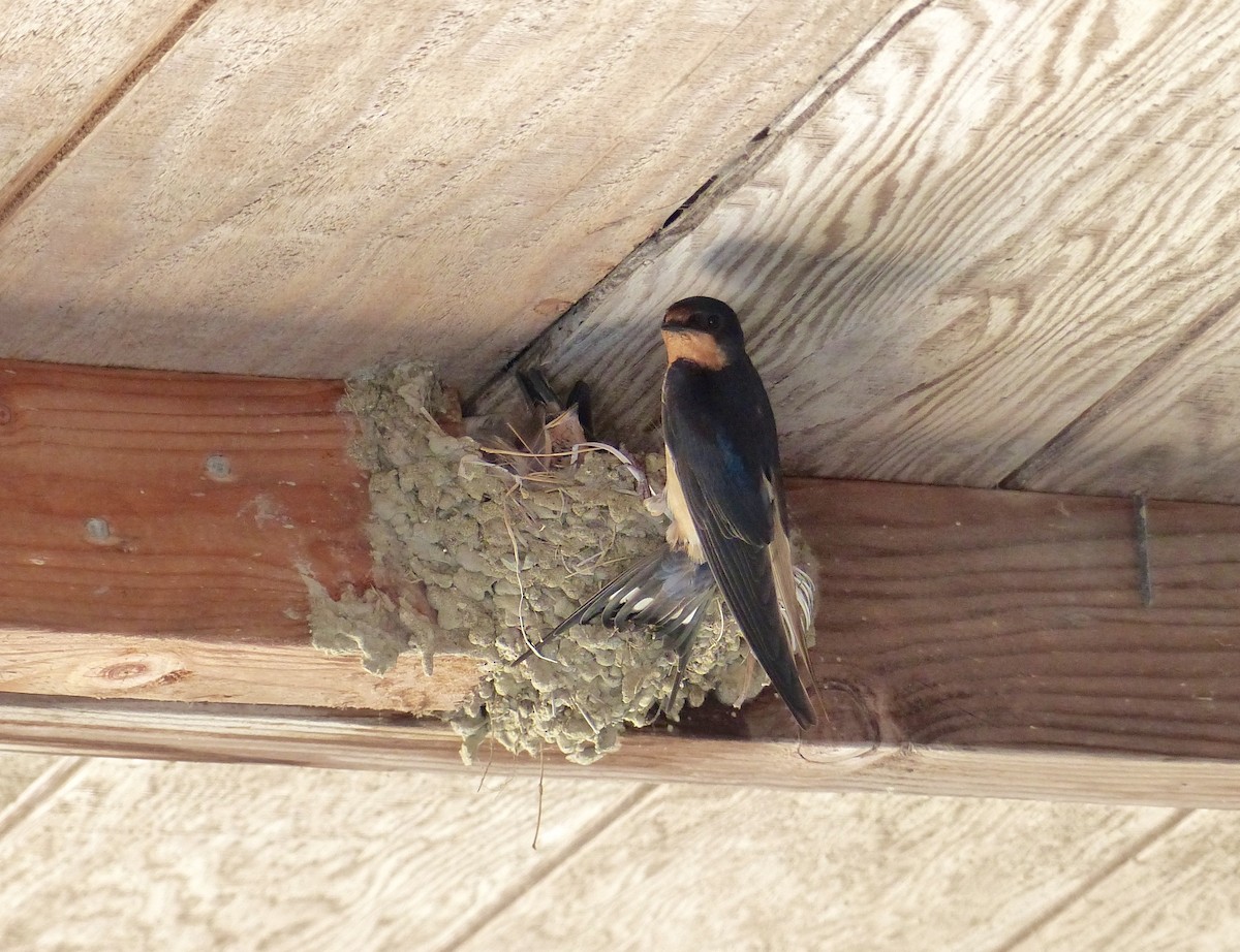 Barn Swallow (American) - ML106224391