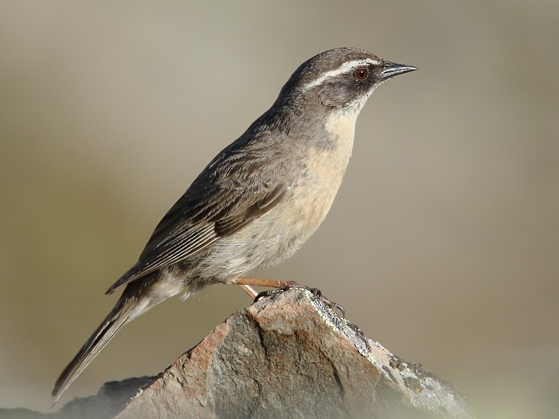 Brown Accentor - ML106225441