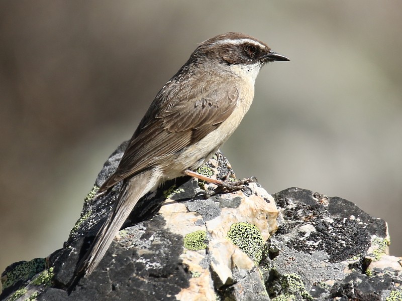 Brown Accentor - ML106225451