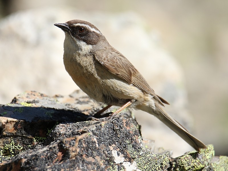 Brown Accentor - ML106225461
