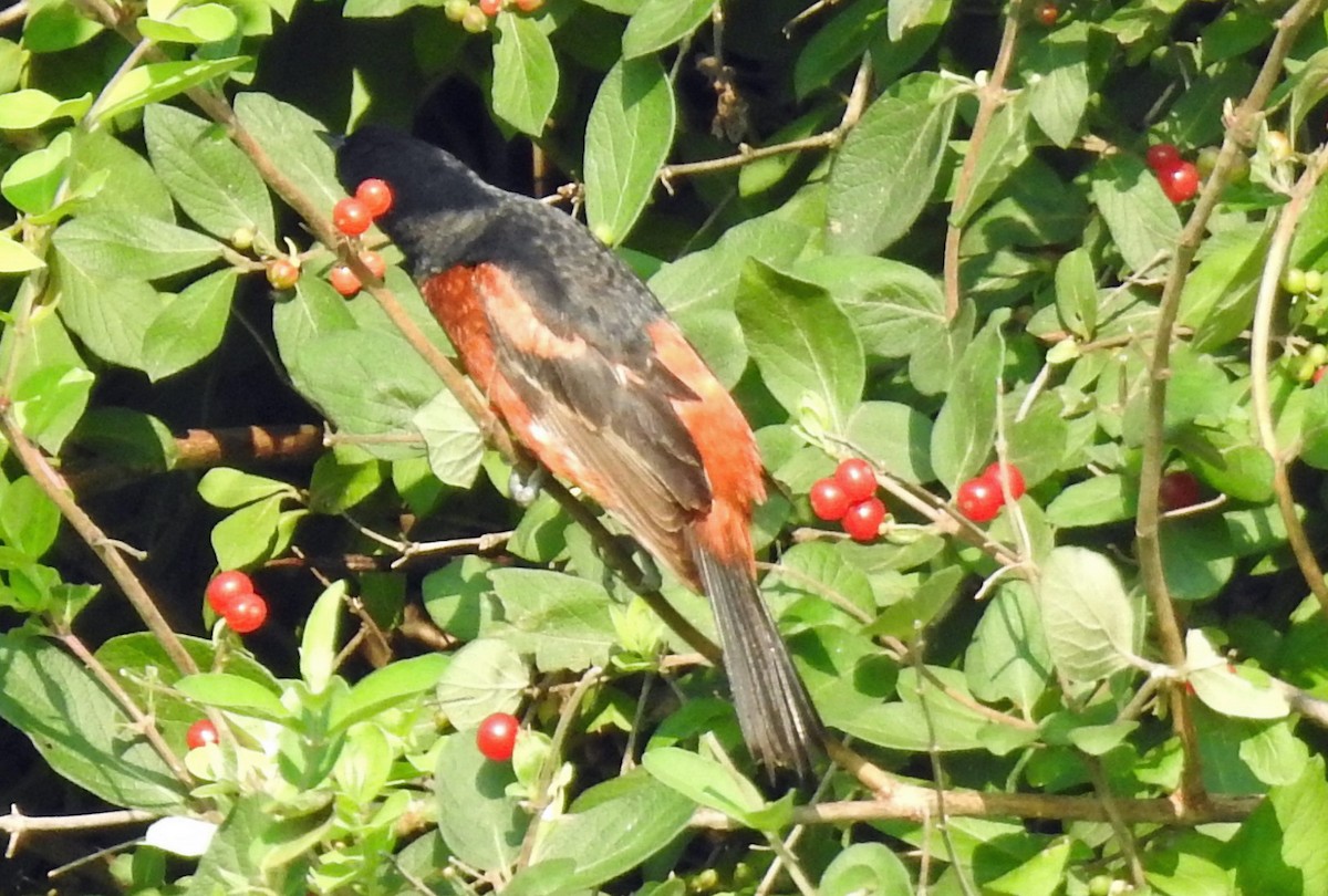 Orchard Oriole - ML106225661