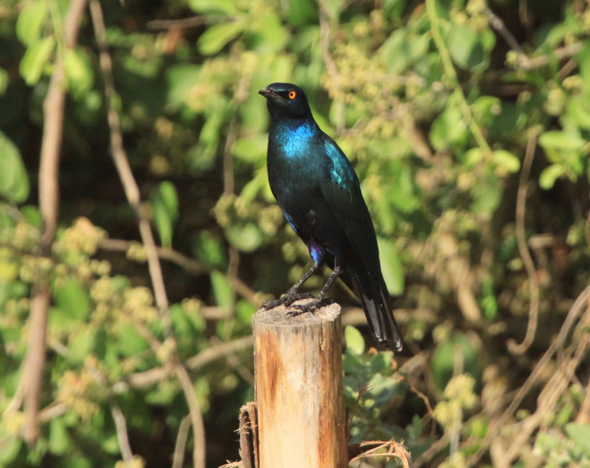 Greater Blue-eared Starling - ML106225681