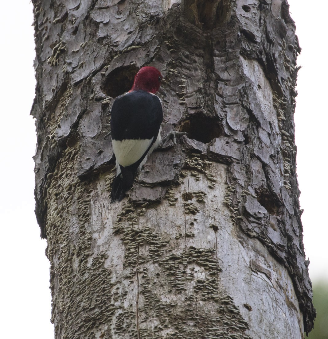 Red-headed Woodpecker - Michael Todd