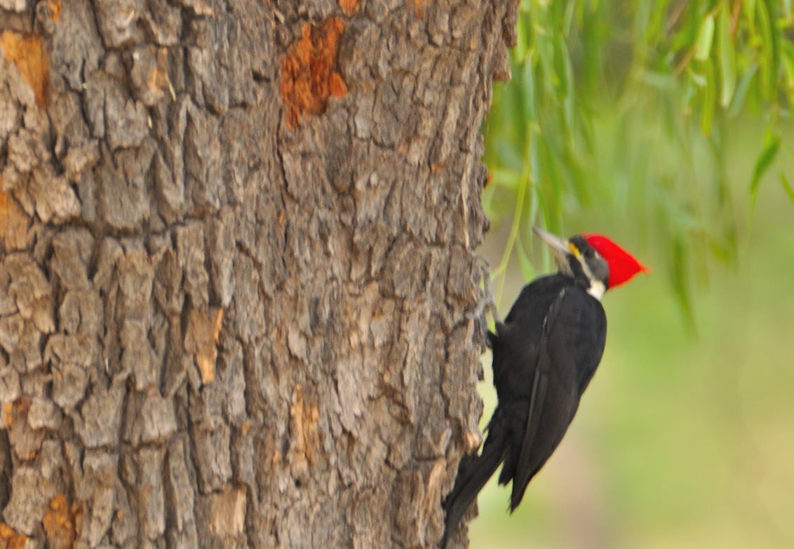 Black-bodied Woodpecker - ML106228461