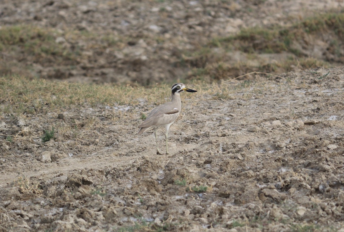Great Thick-knee - ML106230461