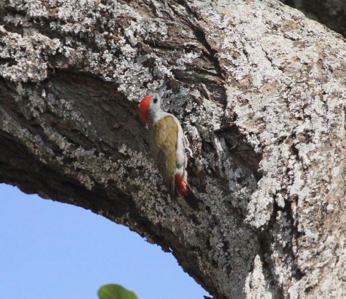 African Gray Woodpecker - ML106231031