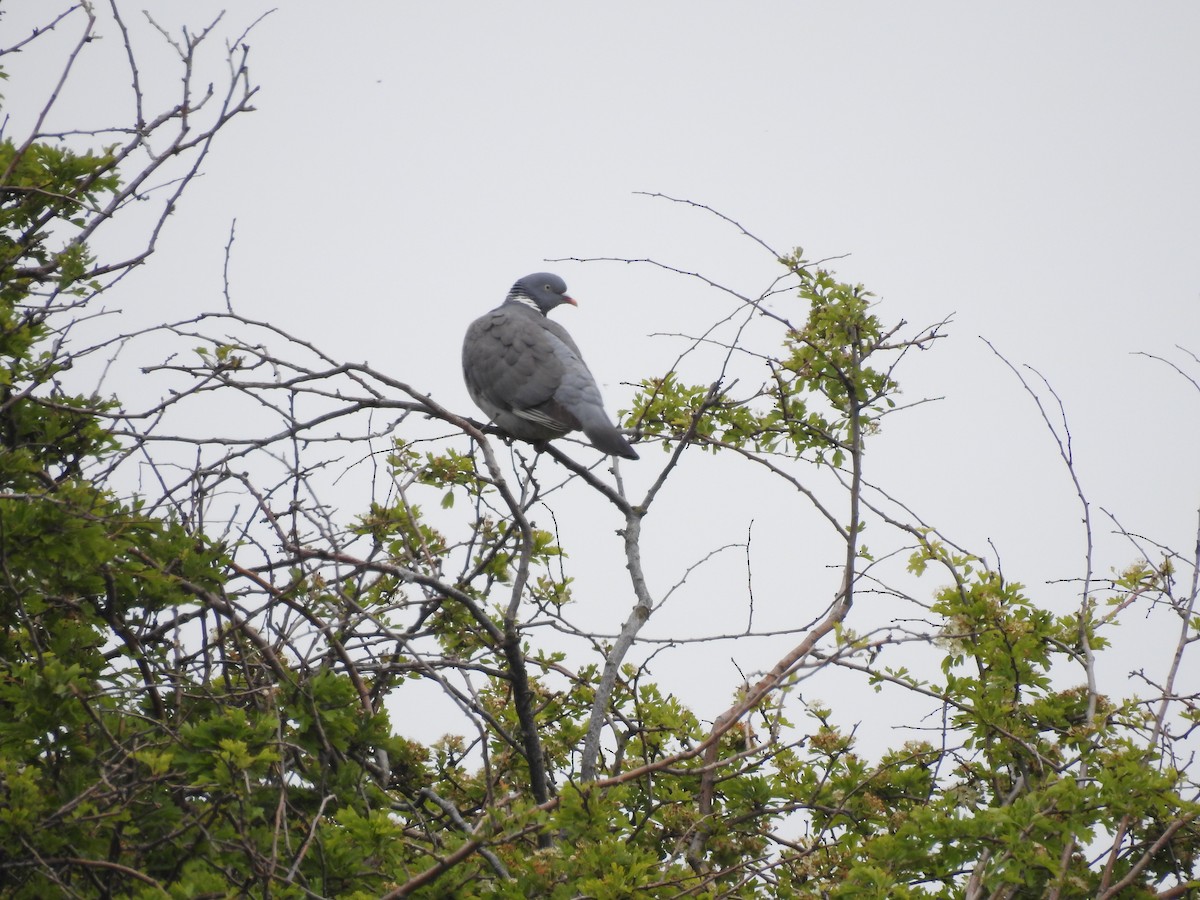 Common Wood-Pigeon - John McKay