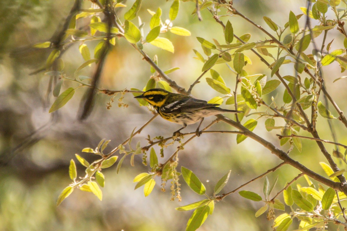 Townsend's Warbler - Barry Lyons
