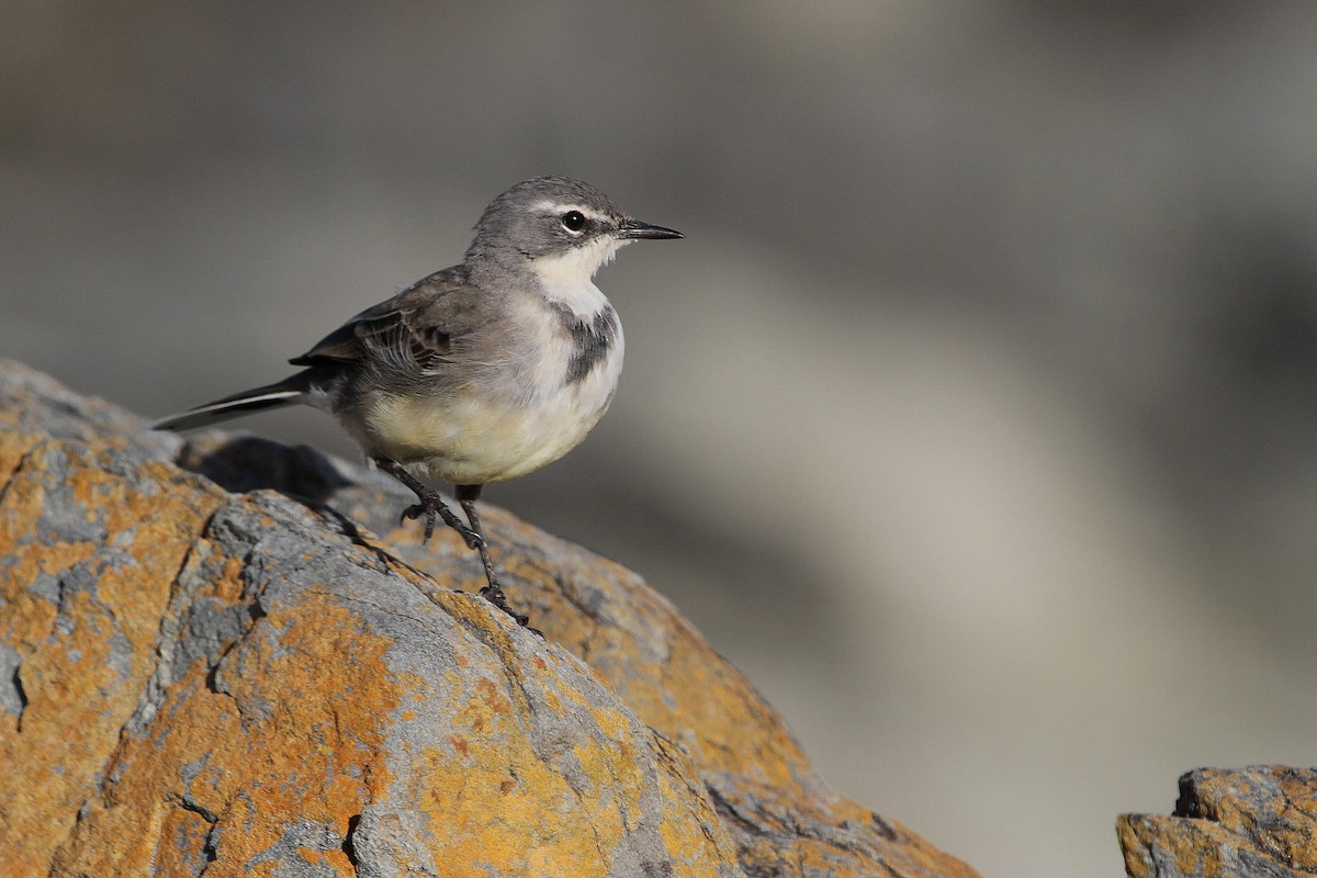 Cape Wagtail - Stephen Gast