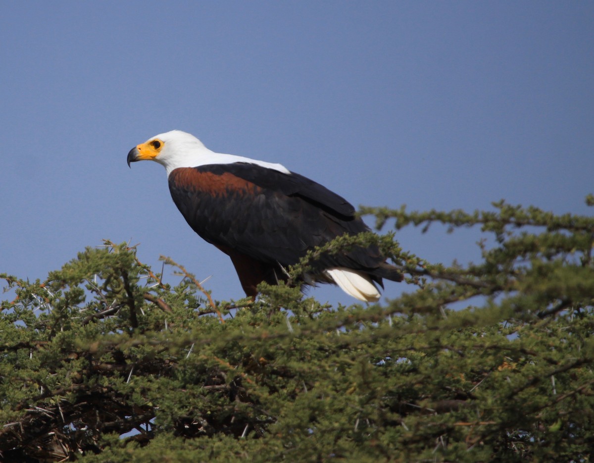 African Fish-Eagle - ML106233561