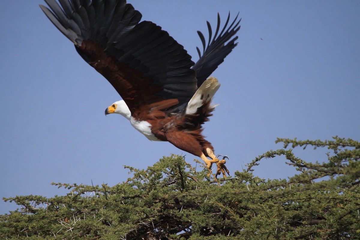 African Fish-Eagle - ML106233581