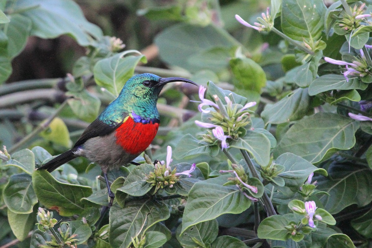 Greater Double-collared Sunbird - ML106234241