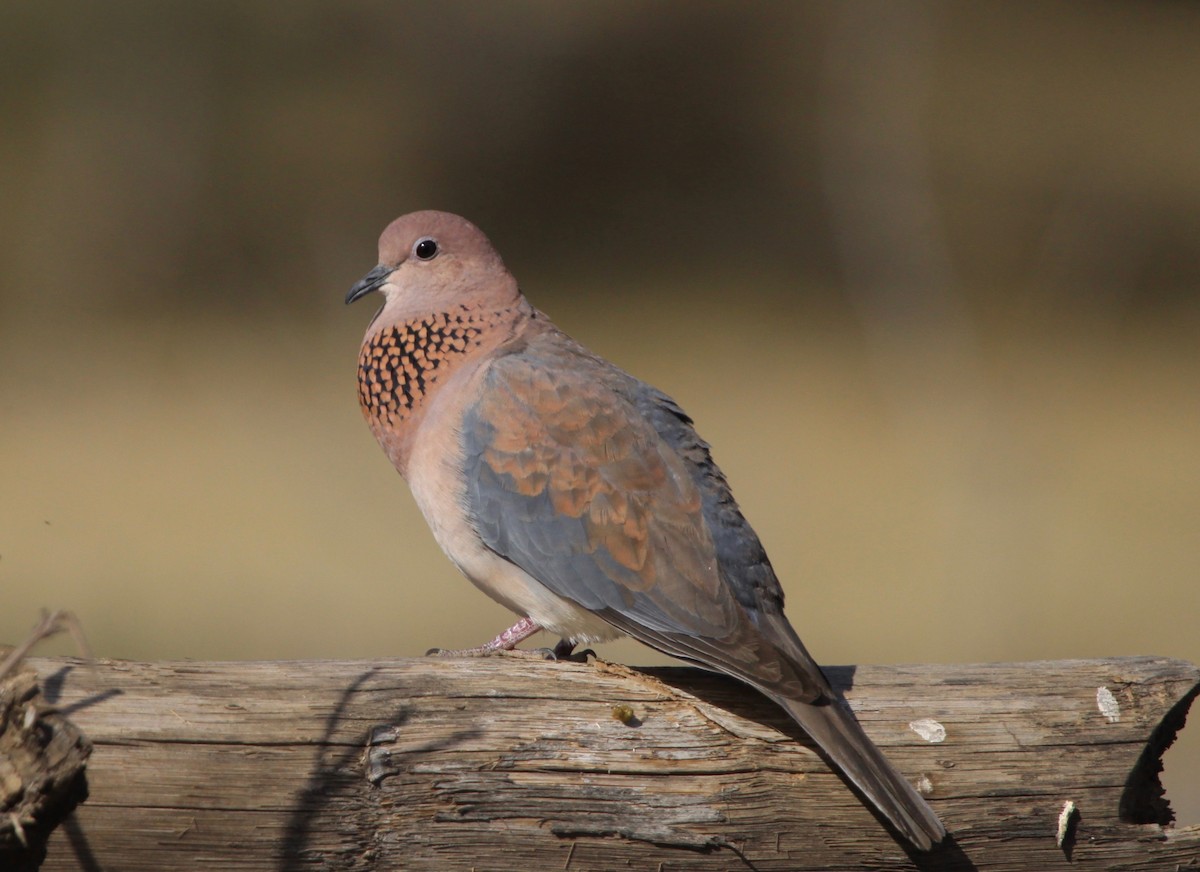 Laughing Dove - ML106235941