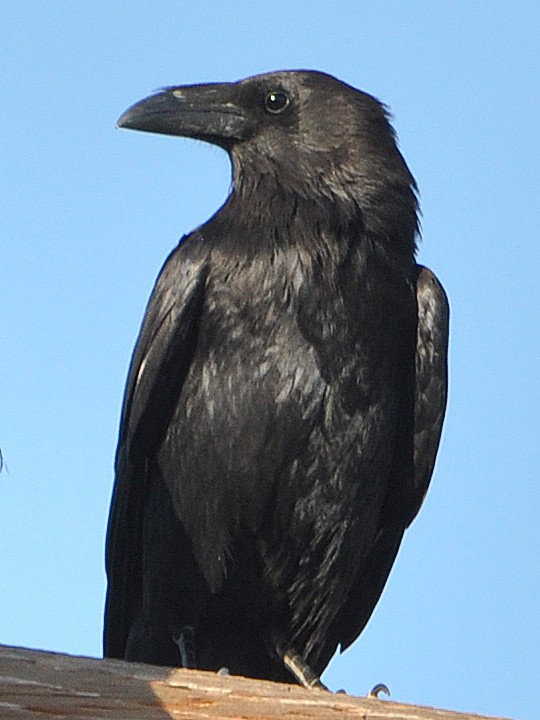 Chihuahuan Raven - ML106237211
