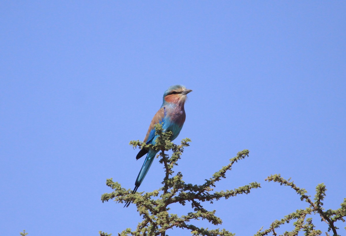 Lilac-breasted Roller - Roger Clark