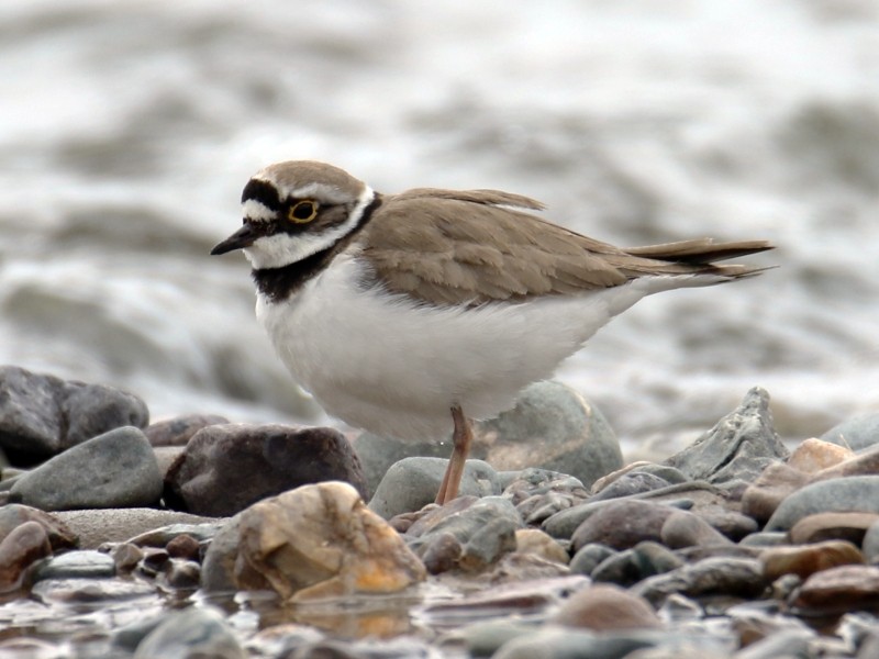 Little Ringed Plover (curonicus) - ML106246281