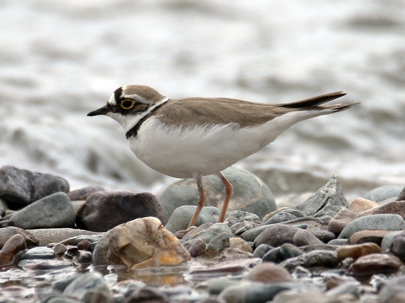 Little Ringed Plover (curonicus) - ML106246291