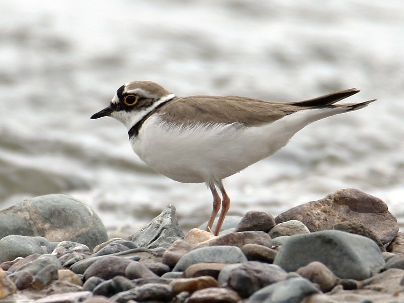 Little Ringed Plover (curonicus) - ML106246301