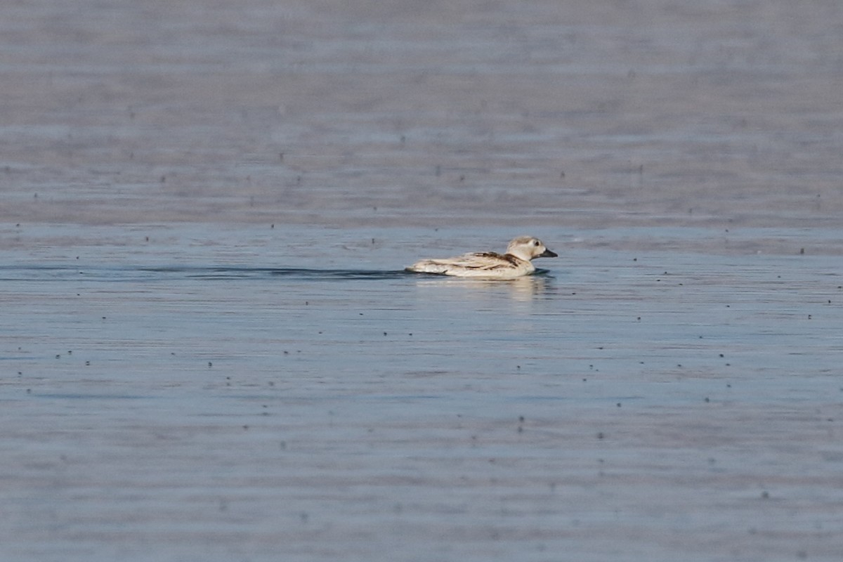 Long-tailed Duck - ML106248431