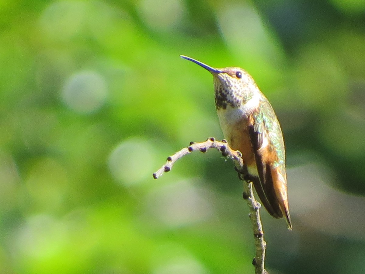Allen's Hummingbird - Garth Harwood