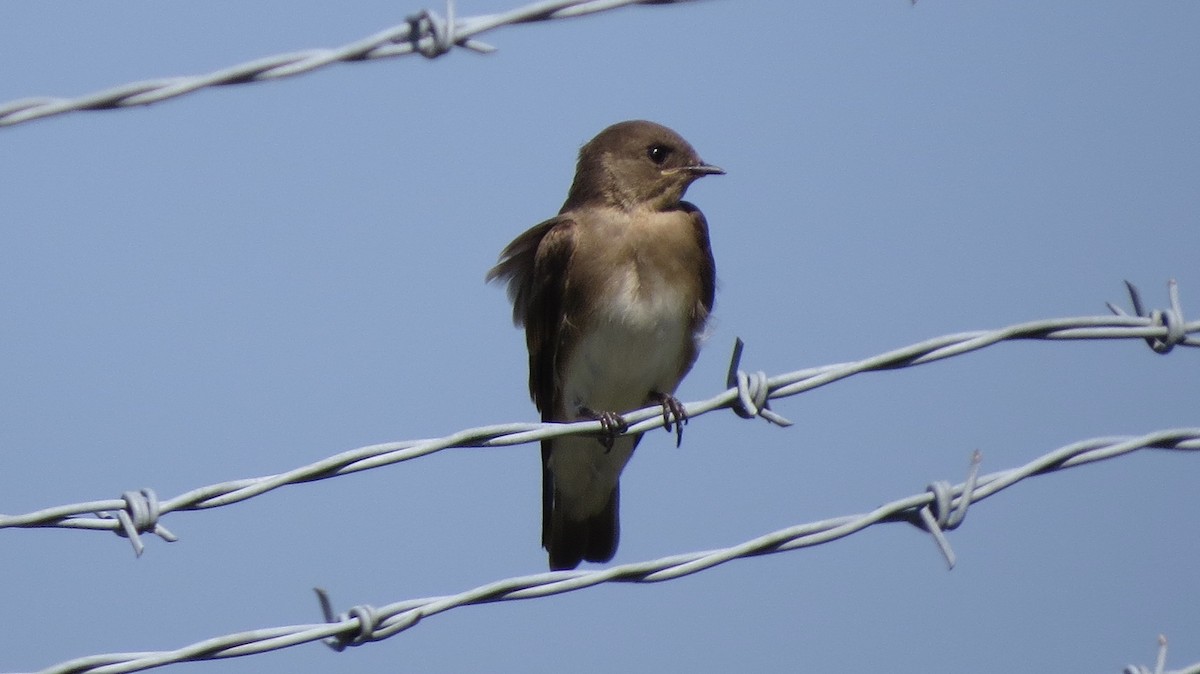 Northern Rough-winged Swallow - ML106248921