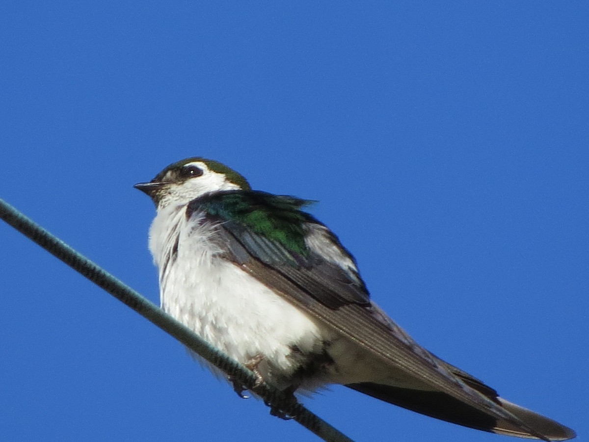 Violet-green Swallow - Garth Harwood