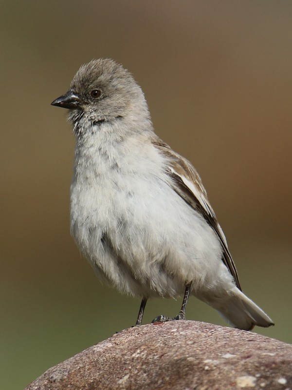 White-winged Snowfinch - ML106252411