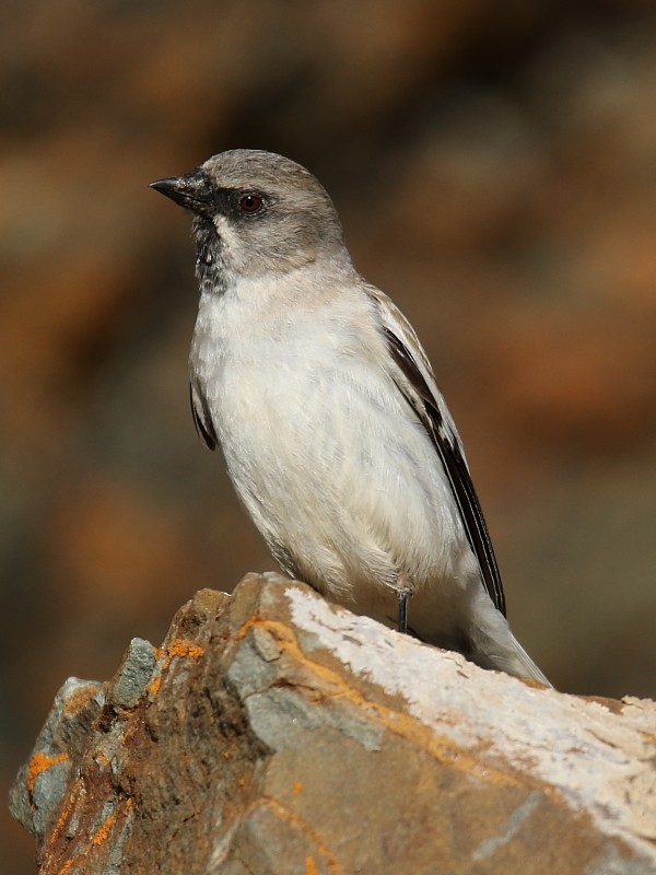 White-winged Snowfinch - ML106252451