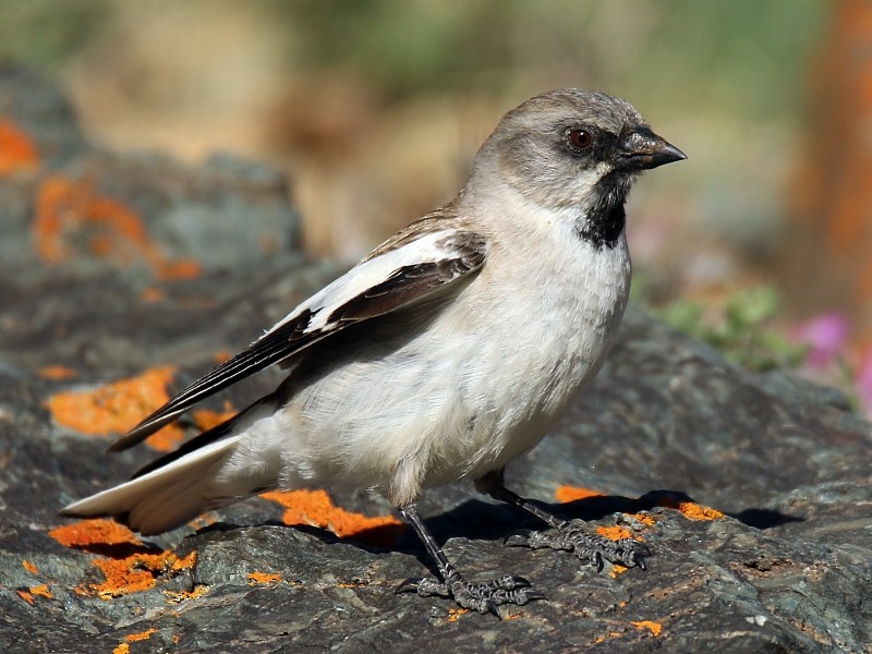 White-winged Snowfinch - ML106252461